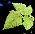 Broad Leaf