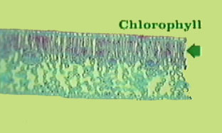 Chlorophyll