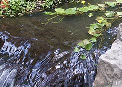 Aquatic Plants in Moving Water