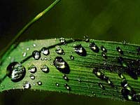 plant with water droplets