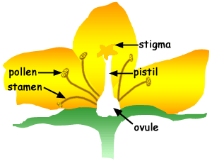 Reproductive Parts of a Flower