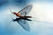 Mayfly