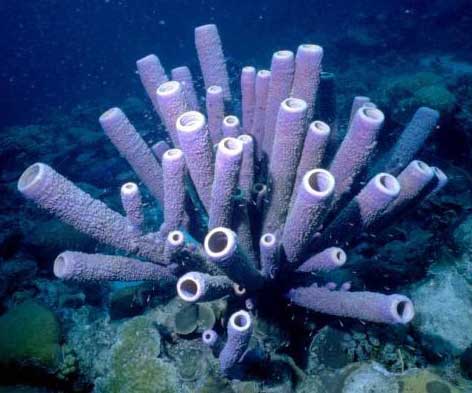 sponges in ocean. free standing sponges are