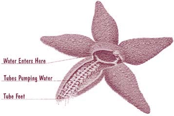 Sea Star Anatomy