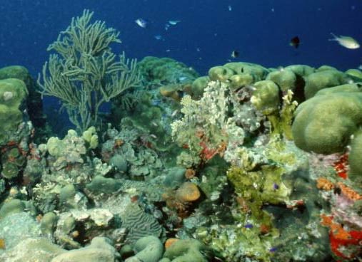 Large Coral Reef