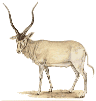 Addax