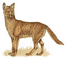 Dingo