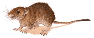 Fat Sand Rat