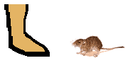 Size of Fat Sand Rat