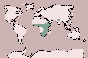 Range of Lion