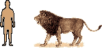 Size of Lion