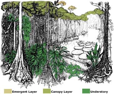 Tropical Rainforest Layers