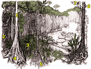 What Are The Native Animals And Their Adaptations To Live In The Temperate Forest