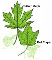 leaf  identifier