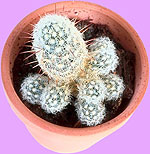 Cactus with Hair