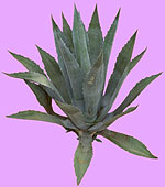 Cactus with Waxy Leaves