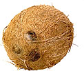 Coconut