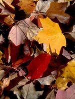 Colorful Autumn Leaves