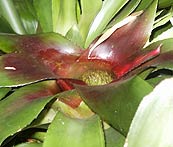 Plant Collecting Rainwater