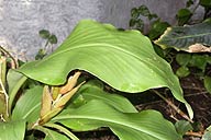 Drip-tip Leaves