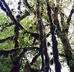 Epiphytes