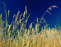 Grasses