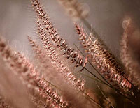 Grasses