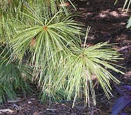 Needle-like Leaves
