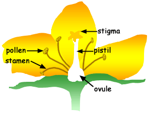 flower pollen diagram