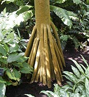 Prop Roots