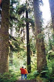 Tall Trees