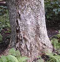 Thick Bark