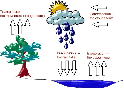 evaporation water cycle