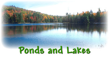 Ponds and Lakes Animals Ponds and Lakes Animals