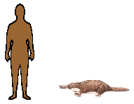 Size of Platypus