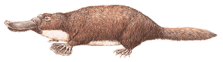 Platypus