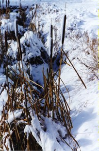 Cattails in Snow