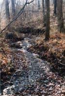 Stream Running Through Wooded Area