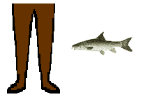 Size of Barbel
