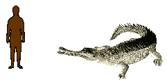 Size of Gavial