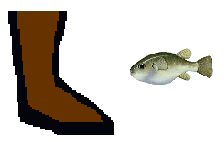 Size of Common Pufferfish
