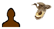Size of Sunbittern