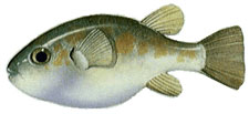 Common Pufferfish