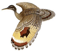 Sunbittern