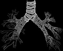 Lungs