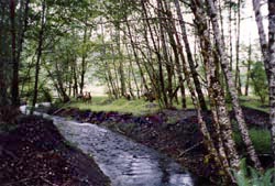 A Stream in Washington State