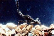 Damselfly Nymph