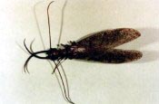 Dobsonfly