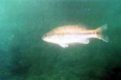 Spotted Bass