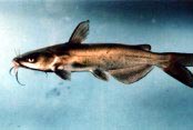 Channel Catfish